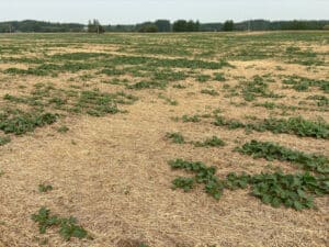 Rows of thick chaff result in poor canola crop establishment.