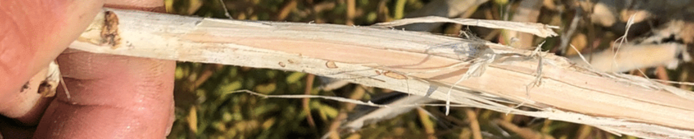 Verticillium stripe stem peeling