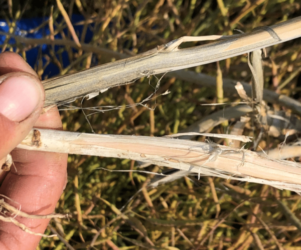 Verticillium stripe stem peeling