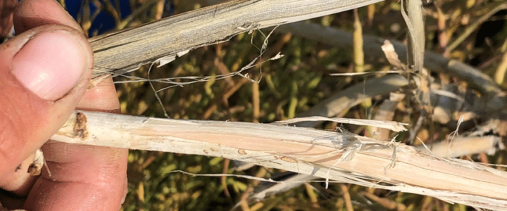 Verticillium stripe stem peeling
