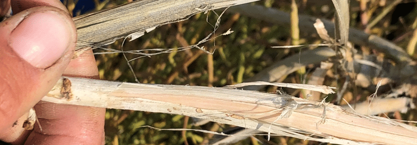 Verticillium stripe stem peeling
