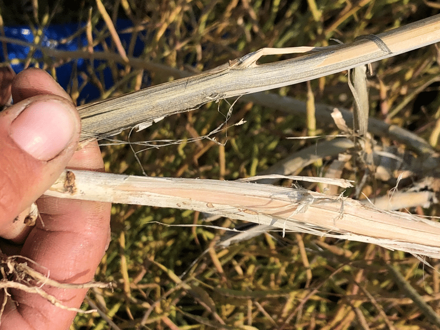 Verticillium stripe stem peeling