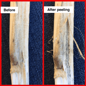 Outer layer of canola stem skin peels back to show microsclerotia underneath