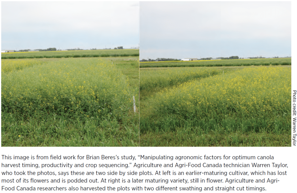 Canola agronomic research plot trials