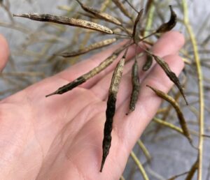 Sooty mould on canola pods