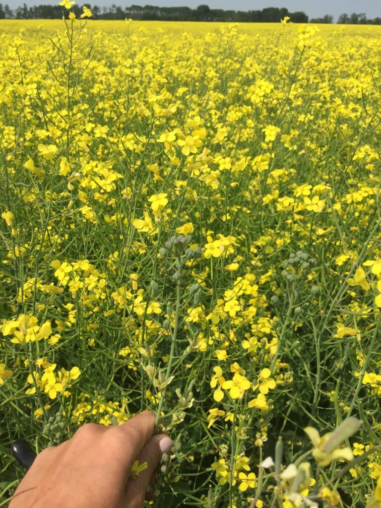 Canola plant with aster yellows disease being held up in front of a canola field