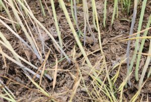 diseases canola stems