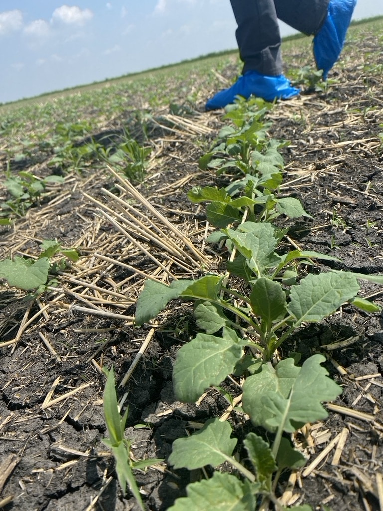 Canola crop development at an MCGA 2023 on-farm research trial site
