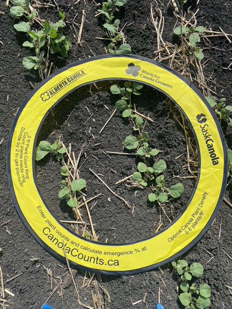 Taking canola plant stand counts in an MCGA 2023 on-farm research trial site