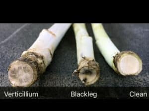 Stem cross section comparison of verticillium stripe and blackleg