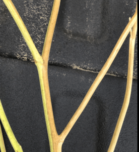 Half stem senescence verticillium stripe