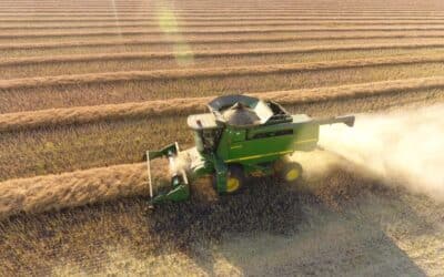 harvesting swathed canola