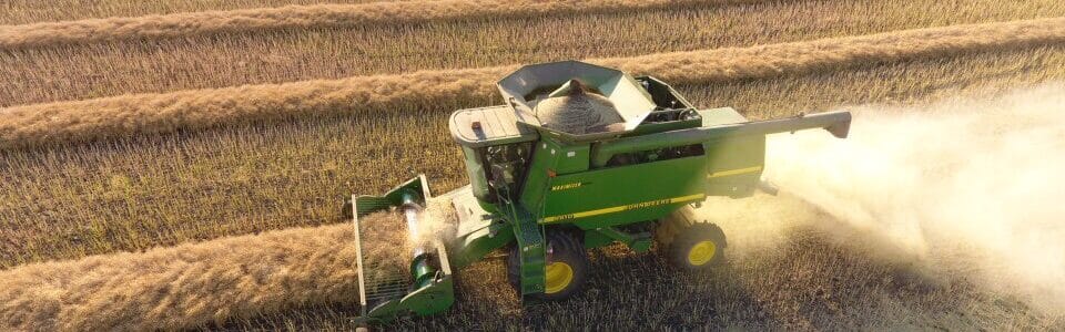 harvesting swathed canola