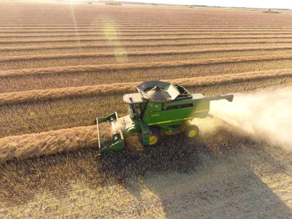 harvesting swathed canola