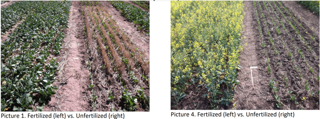 Photos comparing fertilized and unfertilized canola plots 