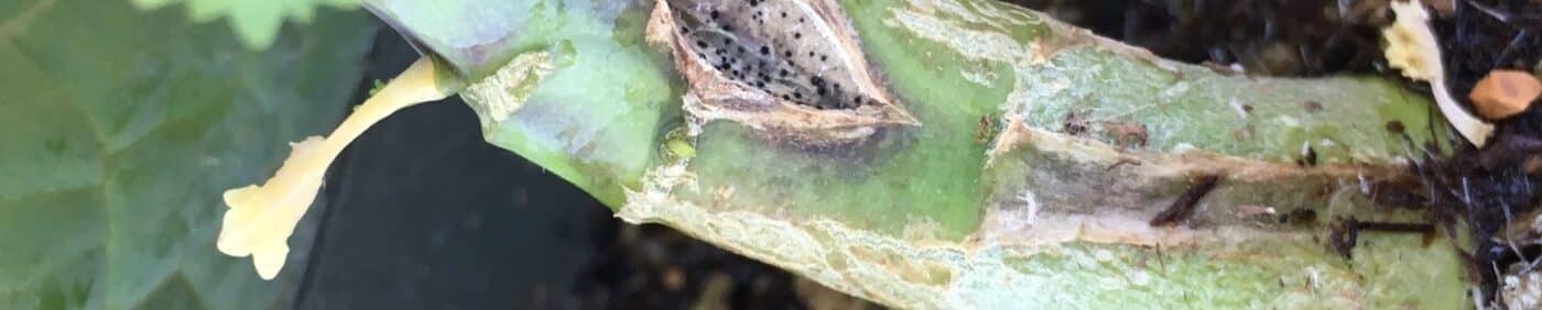 blackleg disease symptoms on a canola stem