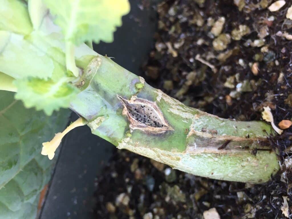 blackleg disease symptoms on a canola stem