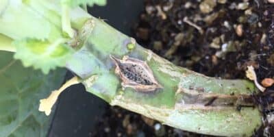 blackleg disease symptoms on a canola stem