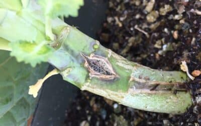 blackleg disease symptoms on a canola stem