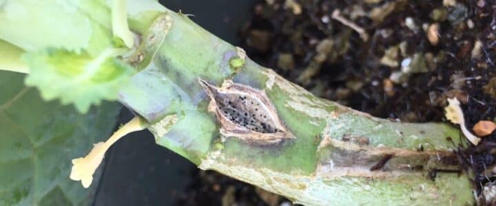 blackleg disease symptoms on a canola stem