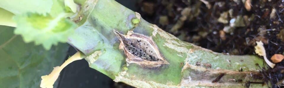 blackleg disease symptoms on a canola stem