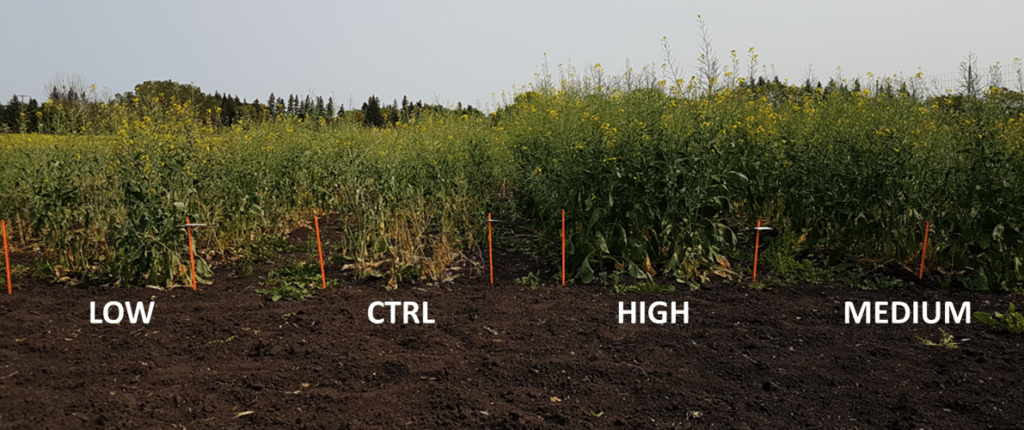 Canola field trials show the benefits of lime amendments in plots where clubroot spores were present.