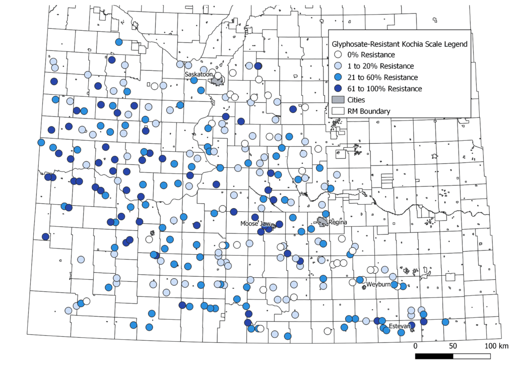 Map of glyphosate-resistant kochia in Saskatchewan
