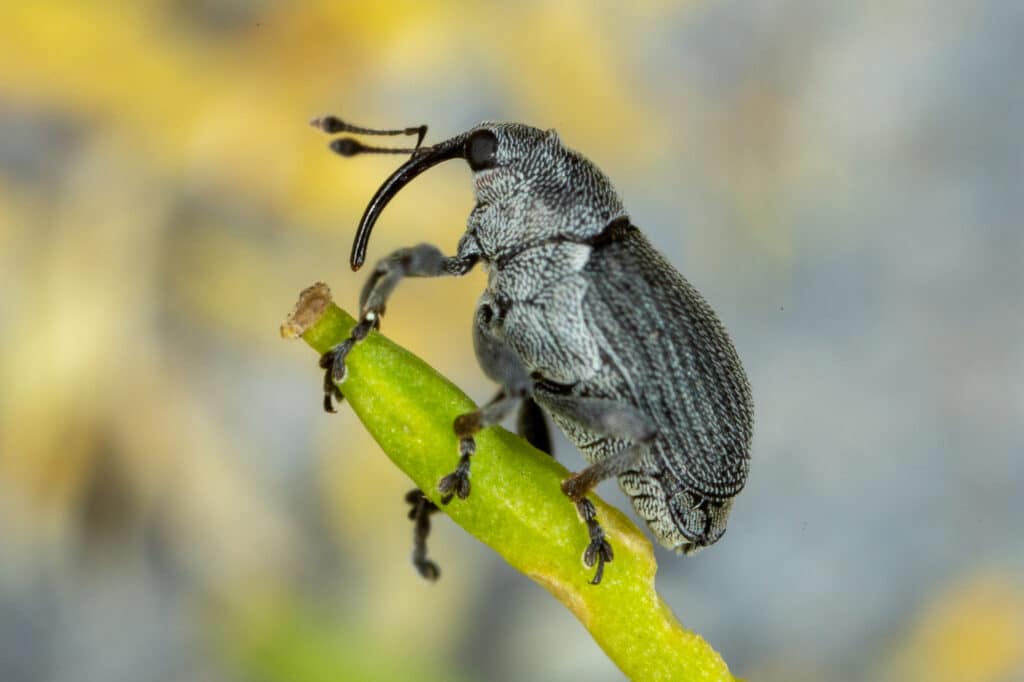 Cabbage seedpod weevil