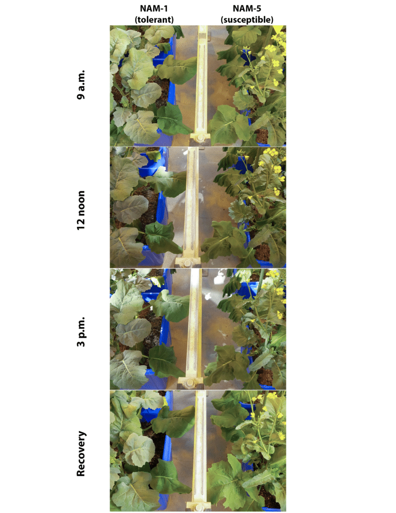 experiment comparing drought-sensitive and drought-tolerant canola lines