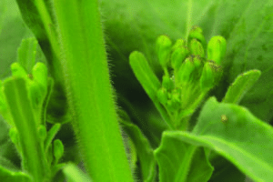 research on hairy canola (close-up)