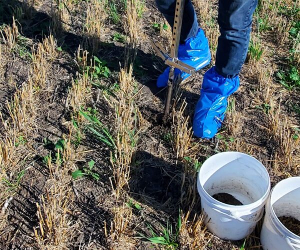 Fall soil sampling in a field