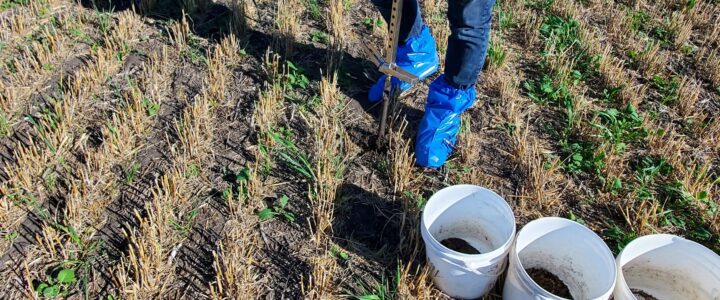 Fall soil sampling in a field