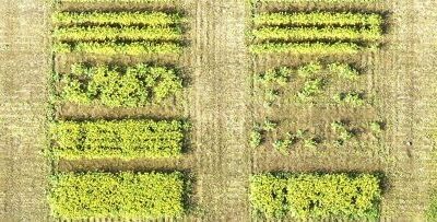 Canola plot research on row spacing and seeding rates (drone photo)
