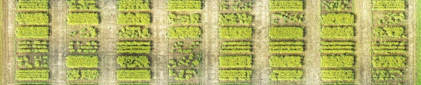 Canola plot research on row spacing and seeding rates (drone photo)