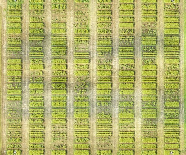 Canola plot research on row spacing and seeding rates (drone photo)