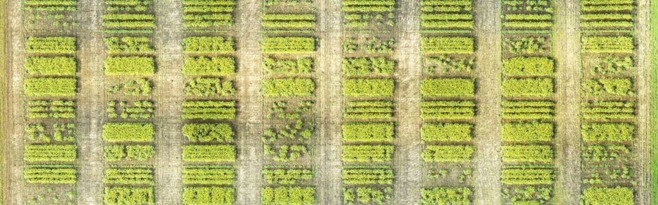 Canola plot research on row spacing and seeding rates (drone photo)