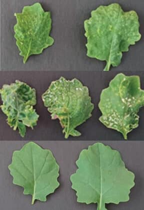 canola leaves from different canola lines which may or may not be susceptible to the fungus causing sclerotinia stem rot 