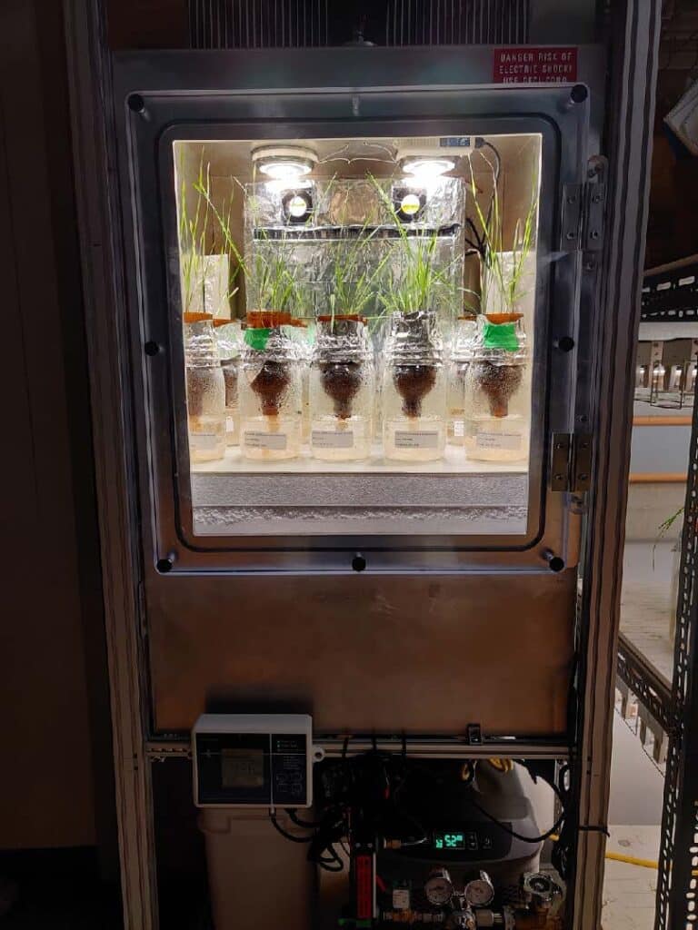 wheat plants growing in a chamber as part of N-fixation research project 