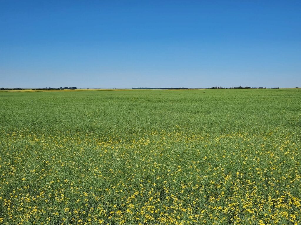 A SaskCanola 2023 on-farm trial site