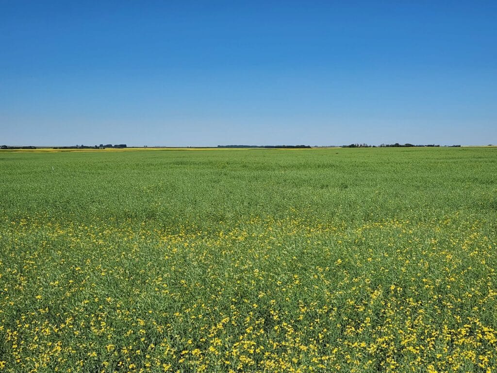 A SaskCanola 2023 on-farm trial site