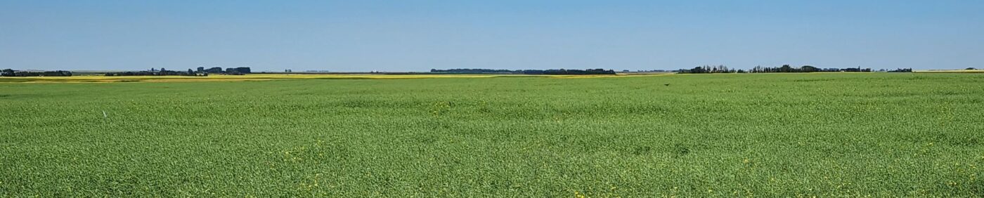 A SaskCanola 2023 on-farm trial site