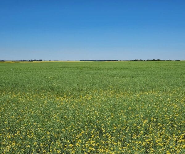 A SaskCanola 2023 on-farm trial site