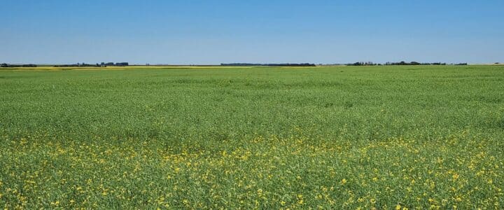 A SaskCanola 2023 on-farm trial site