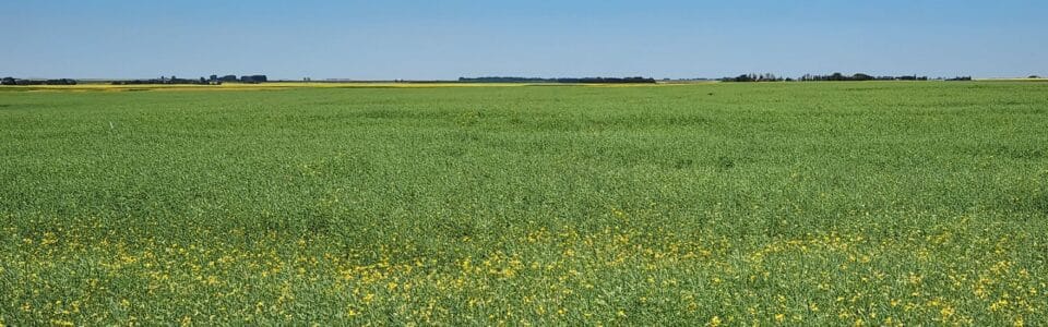 A SaskCanola 2023 on-farm trial site