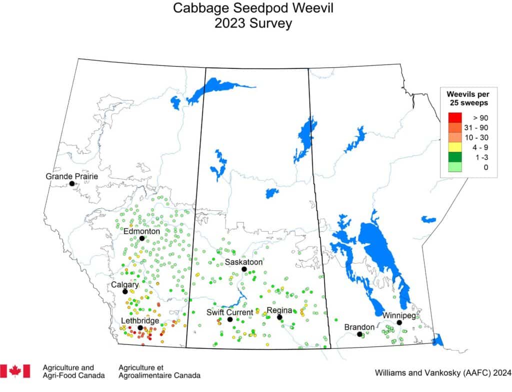 Prairie cabbage seedpod weevil 2023 survey sites