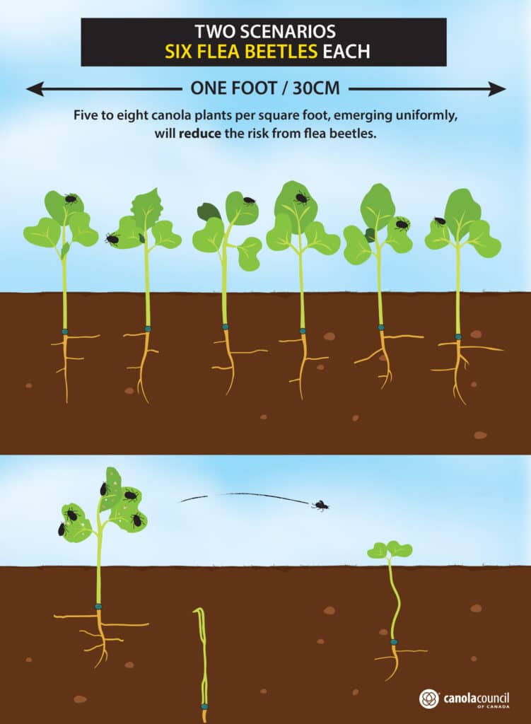 Flea Beetles, two scenarios six flea beetles each, canola crops - five to eight canola plants per square foot will reduce the risk from flea beetles