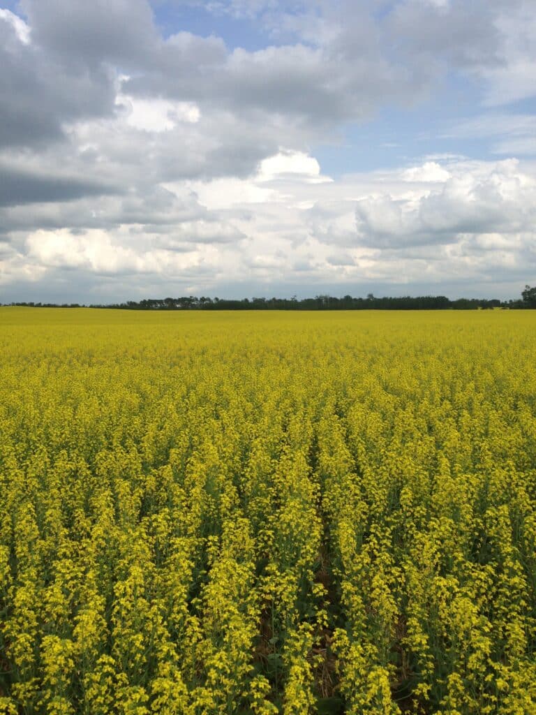 Canola Field at Full Flower