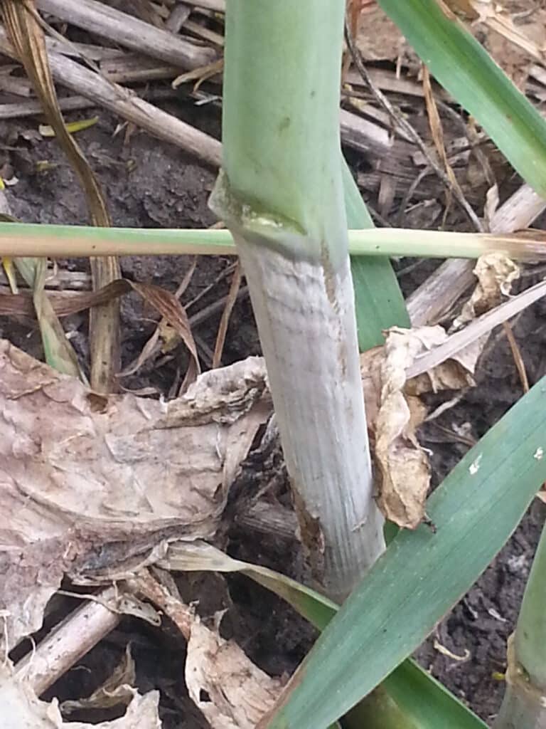 Canola stem base with sclerotinia lesion