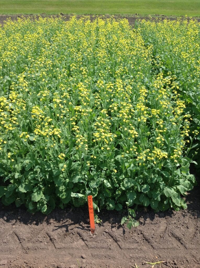 Canola Plot at 20% Flower
