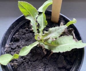 Spiny annual sow thistle